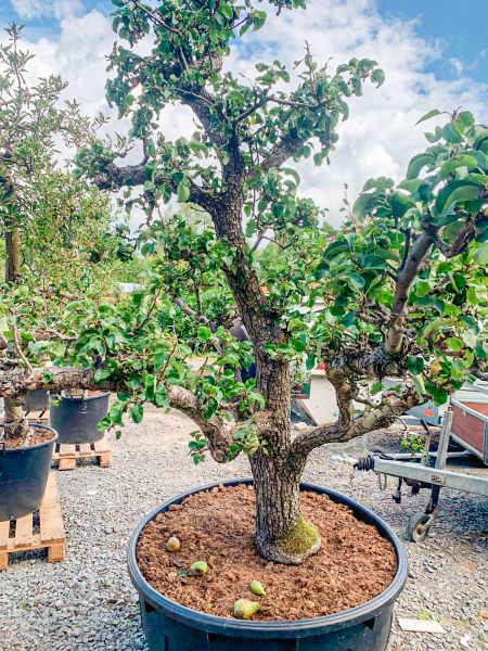 Wunderschöne alte Obstbäume Startauswahl